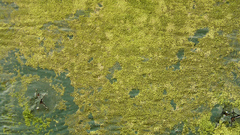 Lichen on Wood nature