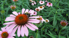 Life cycle Flowers flower