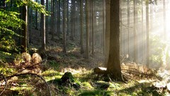 Light beautiful German beams dralzheimer