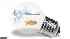 Light bulbs goldfish