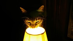 Light cats Animals curious