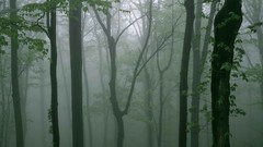 Light Drive morning national park skylines shenandoah