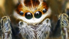 Light spider are You