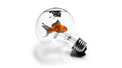 Light white fish goldfish