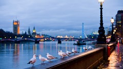 Lights Birds London Bridges seagulls cities rivers London Eye 