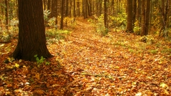 Like path down high looking Resolution img