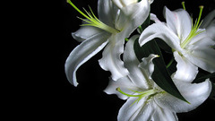 Lilie Flowers white flower