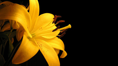 Lilies yellow flowers