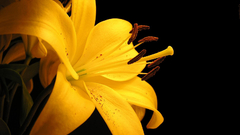 Lilies yellow flowers