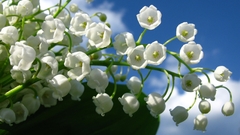 Lily of the valley