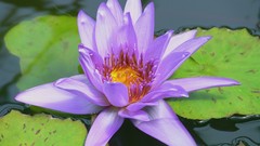 Lily pads purple flowers