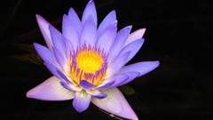 Lily pads Water Lilies