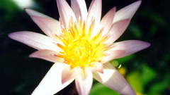 Lilystar anon really doesn