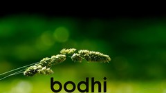 Linux Bodhi Linux