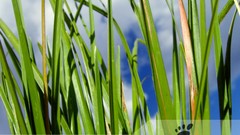 Linux ubuntu gnome gnu GNU/Linux