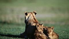 Lion cub Wild Animals
