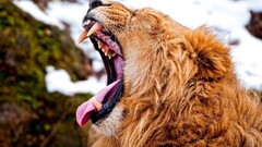 lion yawning Animals wildlife