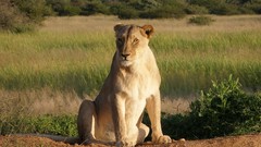 Lioness high Resolution okonjima