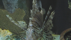 Lionfish aquarium of The