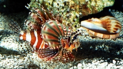 Lionfish underwater