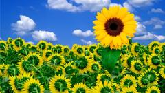 Little sunshine brighten day