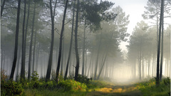 Live paysage foret Landes biscar gascogne