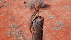 Lizards bearded dragon