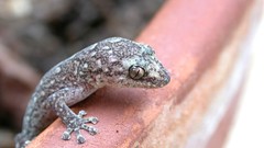 Lizards gecko reptile