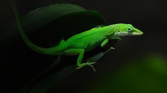 Lizards geckos