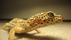 Lizards geckos Reptiles