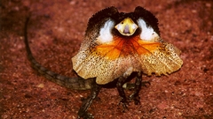 Lizards Reptiles Frill-necked lizard