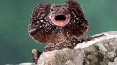 Lizards Reptiles Frill-necked lizard