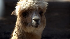 Llama