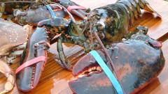 Lobsters