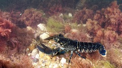 Lobsters crustacean underwater