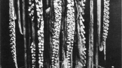 Logy bay giant squid