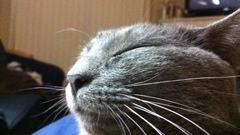 LOL Kitty all rolled img