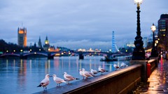 London bokeh urban seagulls street lights cityscapes River 