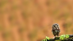 Lonely owlet Owls baby birds