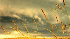 Long bent field nature