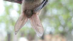 Long-eared bat bats