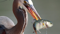 Long neck heron ron hires haev