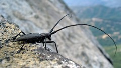 Longhorn beetle whitespotted Sawyer