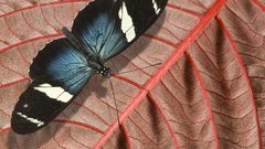 Longwing Butterflies Animals
