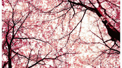 Looking for sakura high