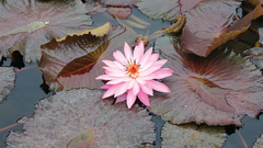 Lotus flower
