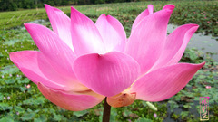 Lotus flower pink flowers