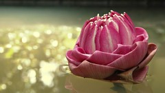Lotus flower pink flowers