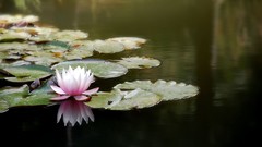 Lotus lakes lotus flower bizhi