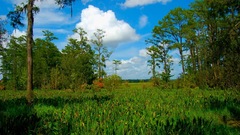 Lousiana swamp nature